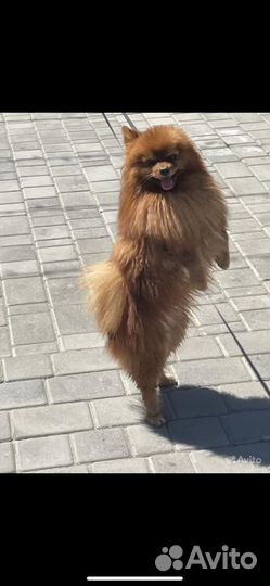 Немецкий шпиц вязка