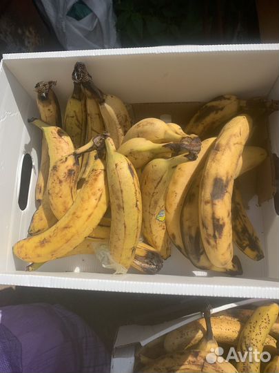 Корм для животных