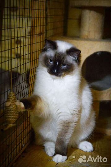 Кошки рэгдолл