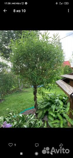 Плетеные деревья из ивы, русская пальма