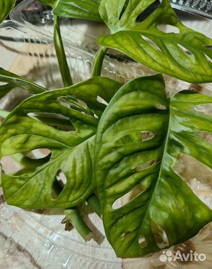 Монстера адансона
