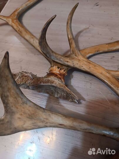 Рога оленя
