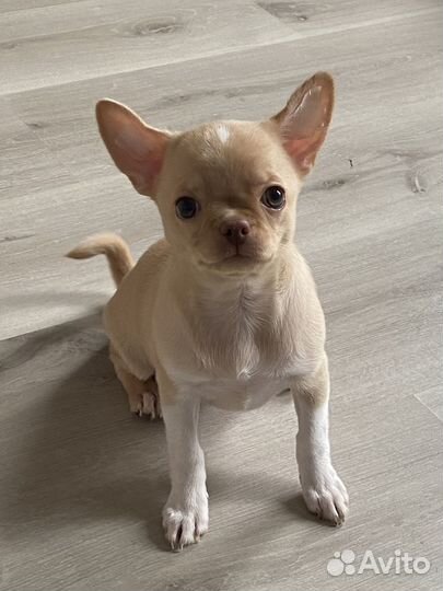 Щенки чихуахуа
