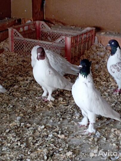 Продажа бакинских голубей