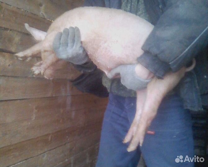 Поросята.Козы