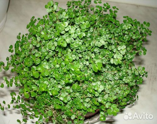 Солейролия Комнатные растения цветы