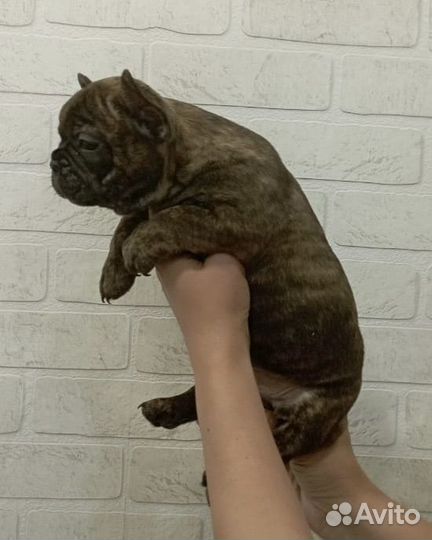 Французики