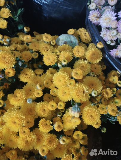 Хризантема шаровидная