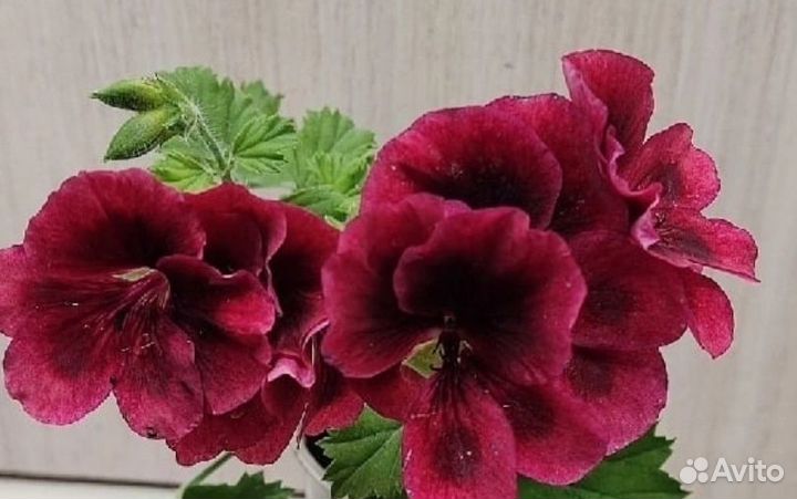 Королевская пеларгония