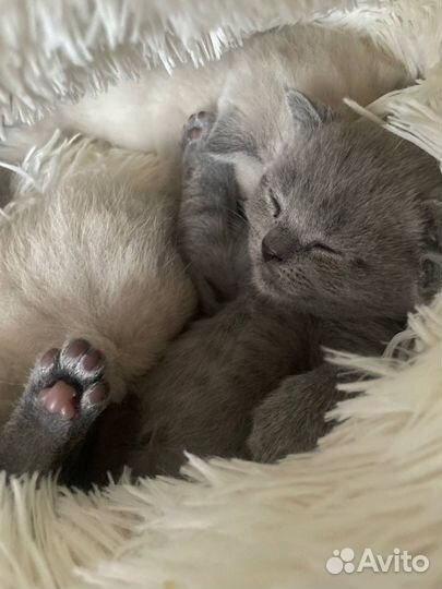 Шотландская