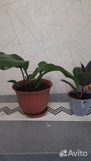 Эухарис амазонская лилия