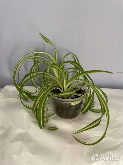 Хлорофитум