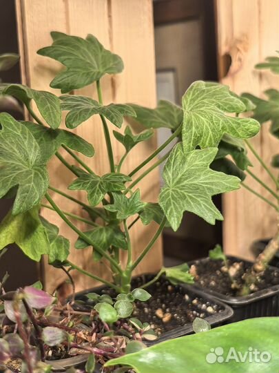 Пеларгония звездчатая