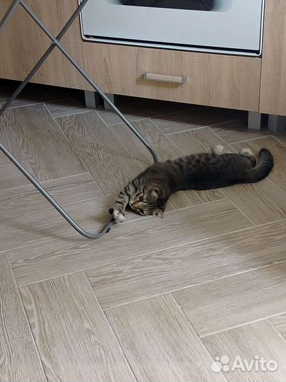 Кошка в добрые руки