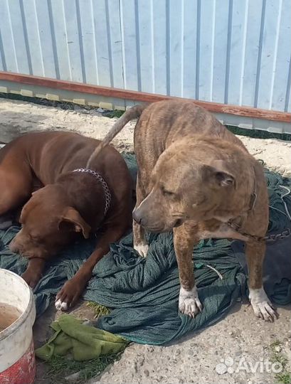 Американский питбуль