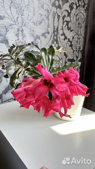 Адениум крупный