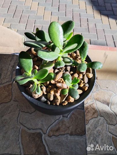 Крассула Денежное дерево