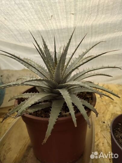 Суккуленты(крассулы, алое, дикия, хавортия и тд)