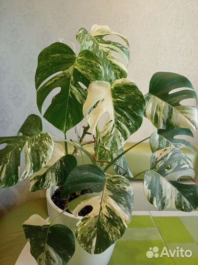 Монстера вариегатная