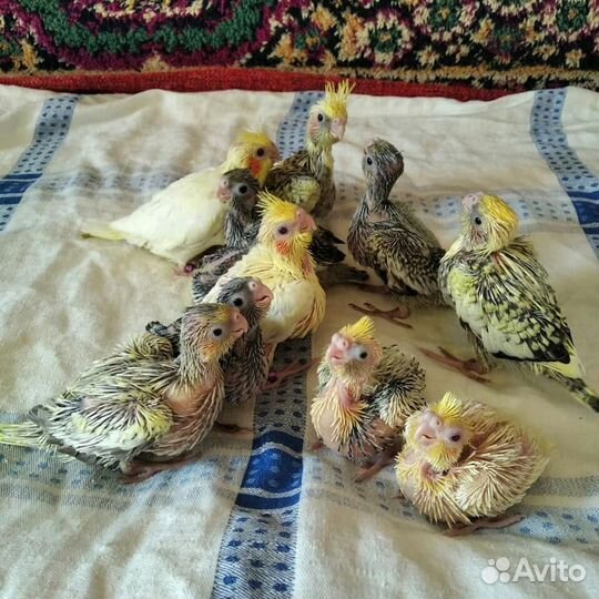 Ручные кореллы