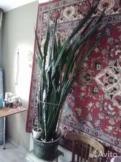 Комнатные цветы