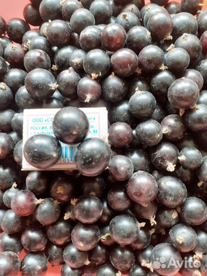 Смородина крупная