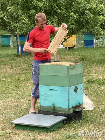 Продажа пчелопакетов