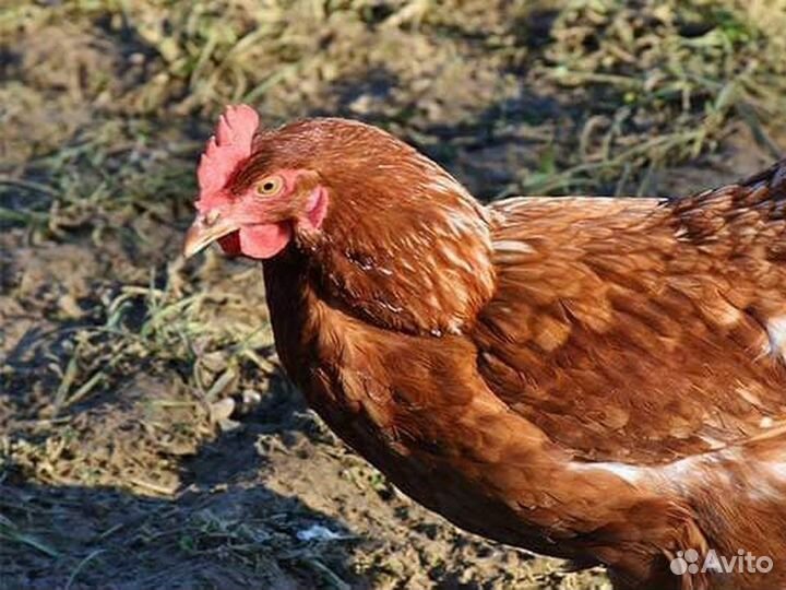 Куры несушки