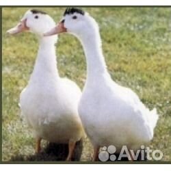 Мулард подрощенный