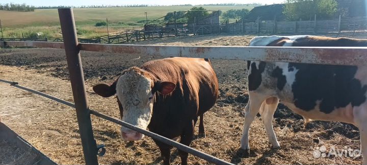 Бык на племя