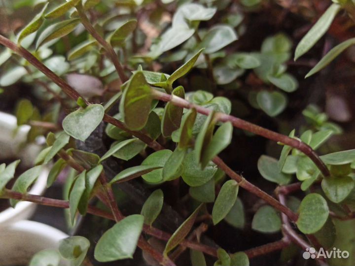 Каллизия мелколиственная ползучая