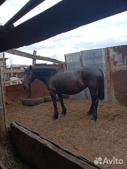 Кобыла 6лет на откорме минимум310кг