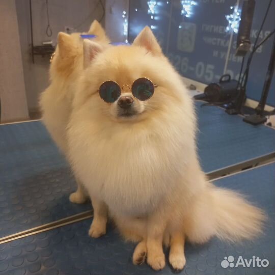 Груминг собак и кошек