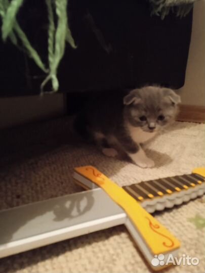 Шотландские котята