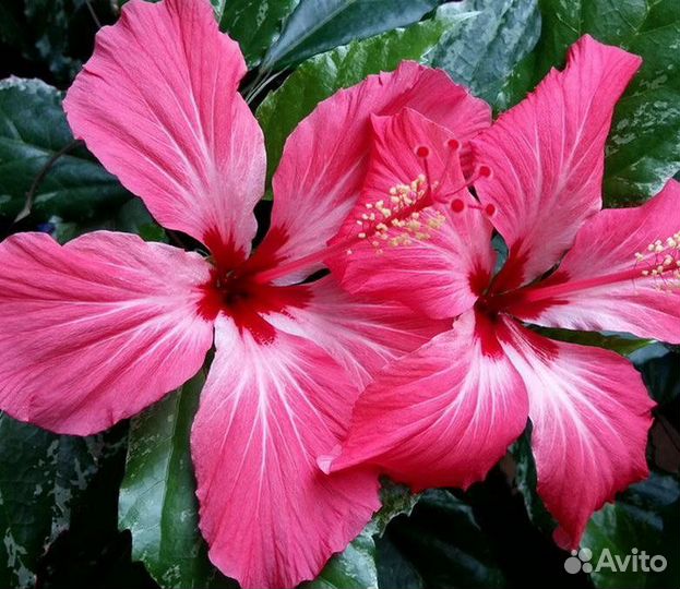 Гибискус Купера