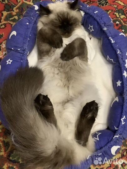 Невский маскарадный кот на вязку