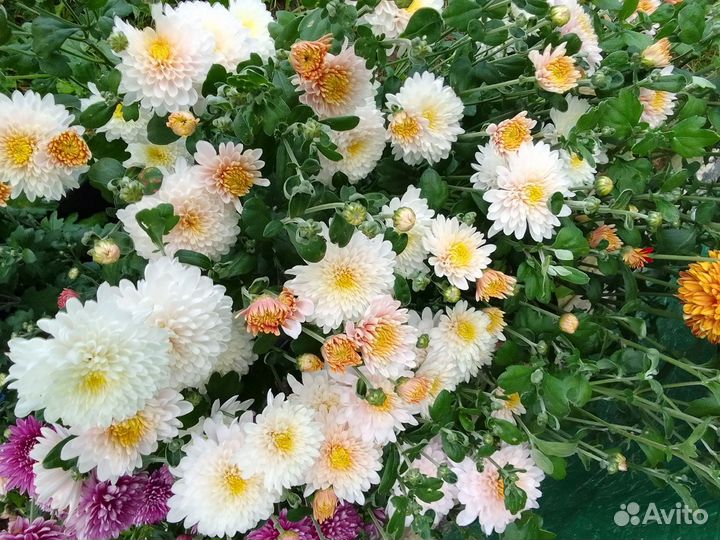 Хризантема корейская