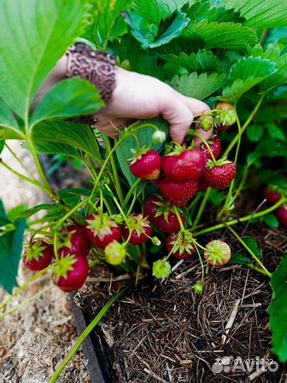 Клубника 49 ранних сортов