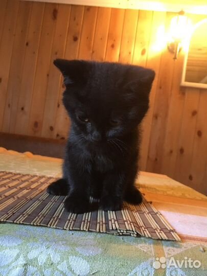 Котята добрые руки