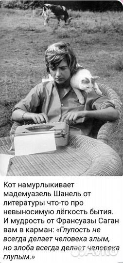 Котята для удаленщиков и фриланс