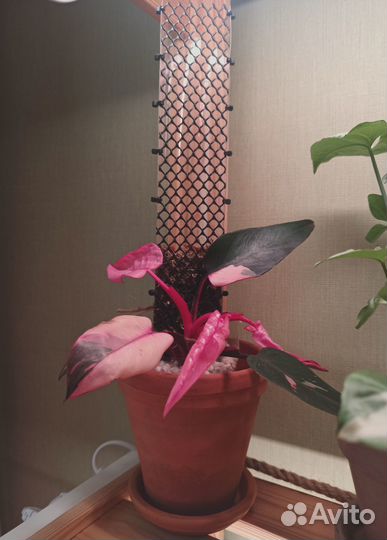 Тотем (опора) для растений