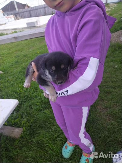 Отдам даром бесплатно щенков