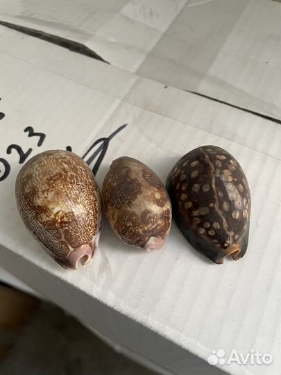 Морские ракушки раковины