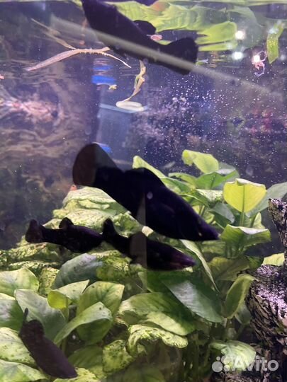 Аквариумные рыбки