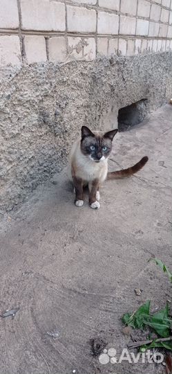 Кот в добрые руки