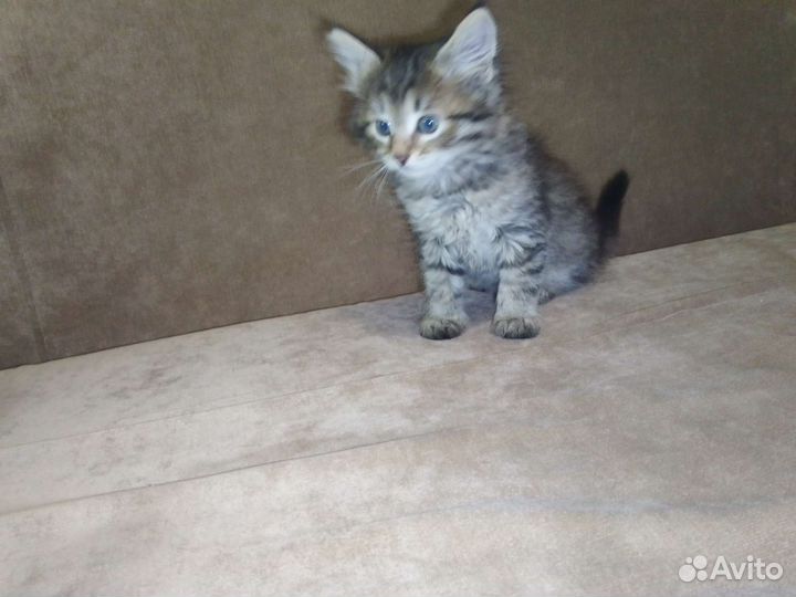 Кошка в дар