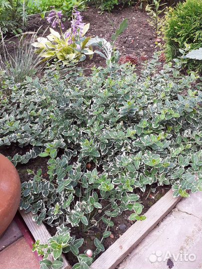 Бересклет Форчуна