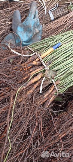 Шиповник подводной для роз