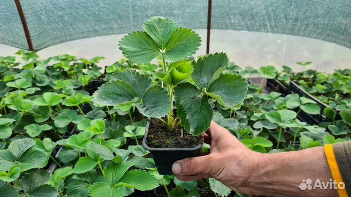 Рассада клубники