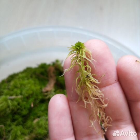 Мох сфагнум